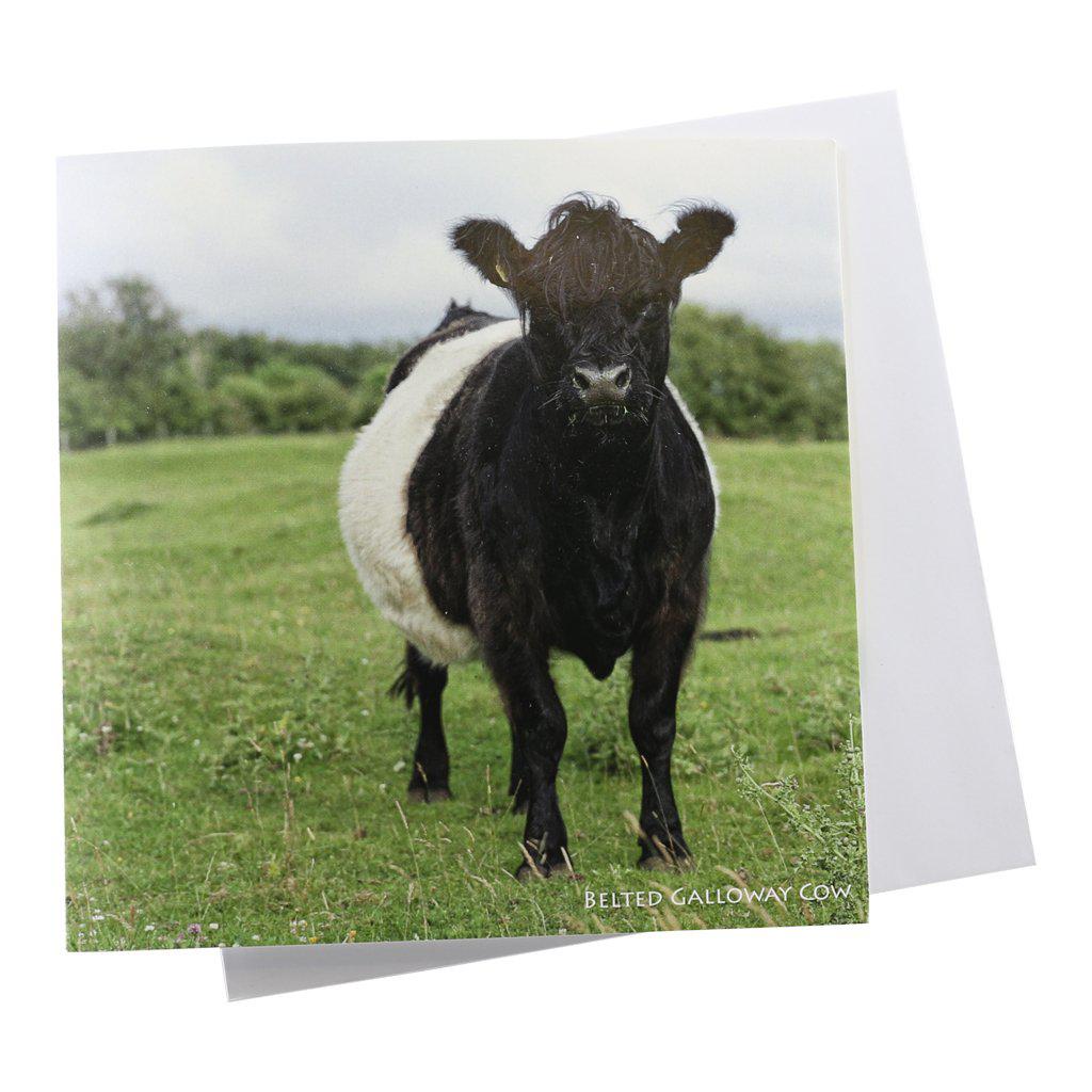 Belted Galloway Cow Card with Cattle Sound-Gifts Made Easy