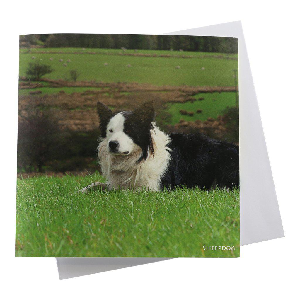 Border Collie Sheepdog Barking Sound Card-Gifts Made Easy