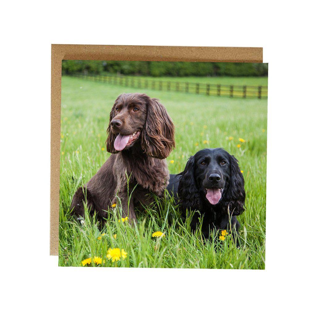 Black and Brown Spaniels Dog Greetings Birthday Card