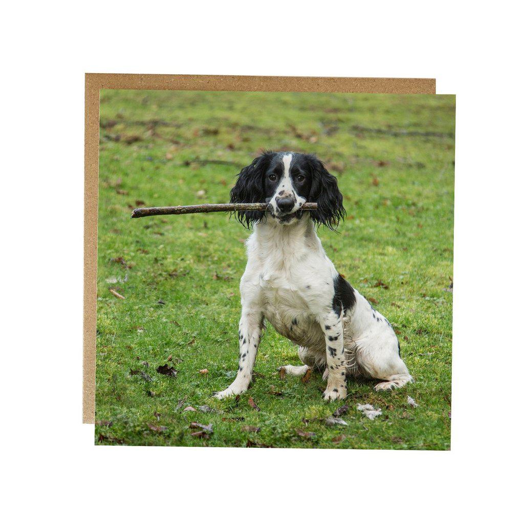 Springer Spaniel Dog Greetings Birthday Card