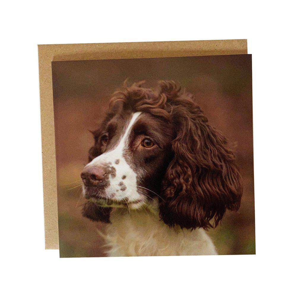 Springer Spaniel Face Greetings Birthday Card
